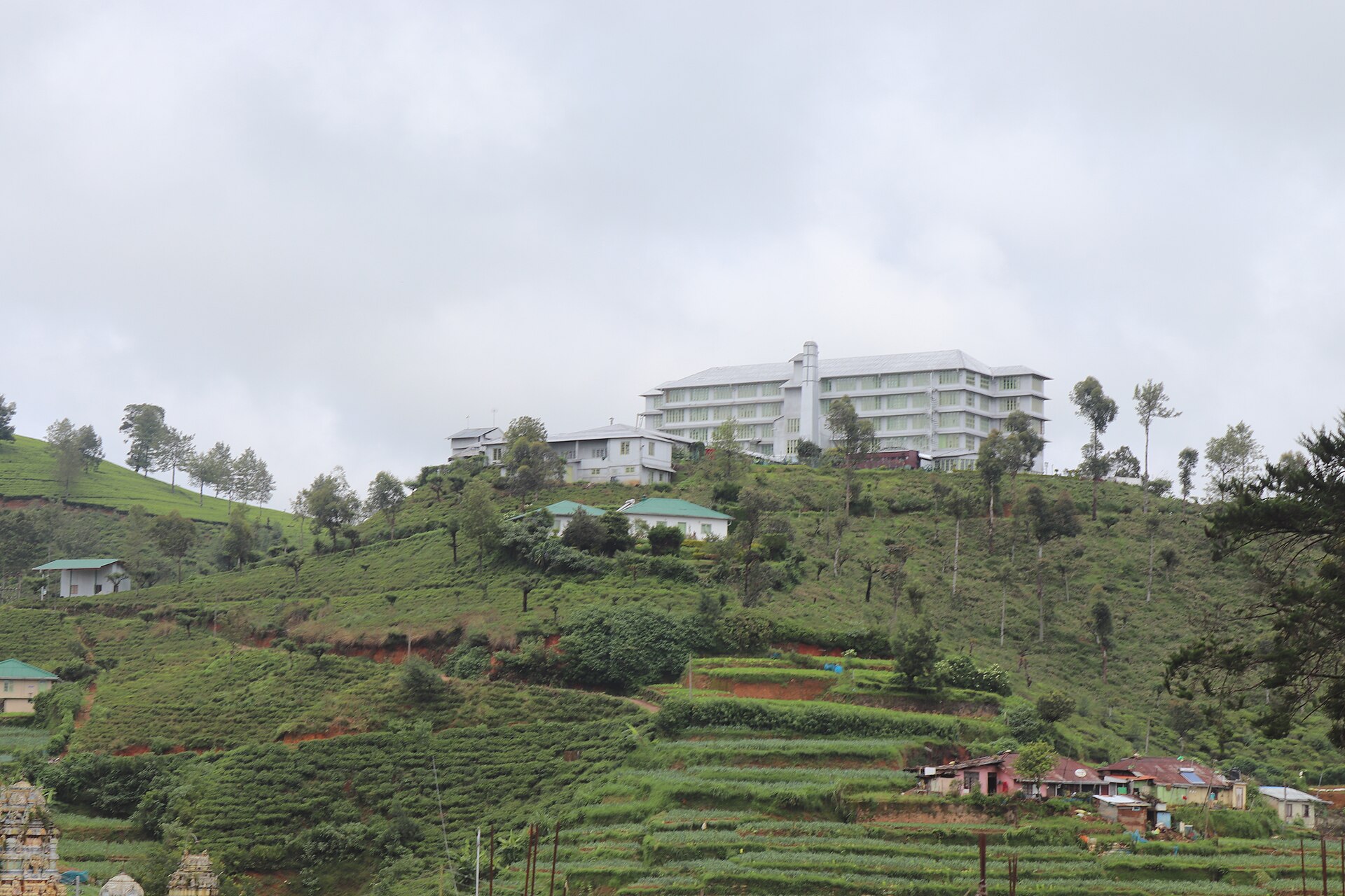 Tea plantations near Nuwara Eliya