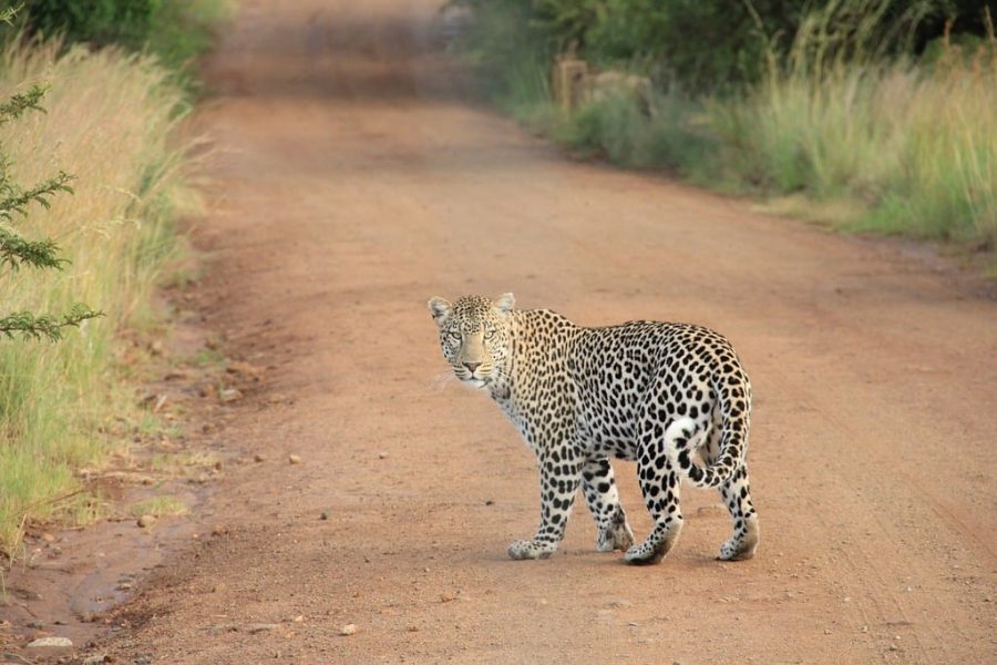 3-Day Wildlife Expedition