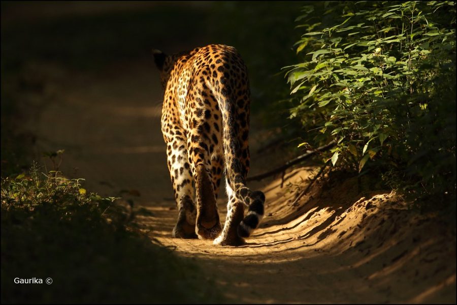 Wilpattu Safari Experience